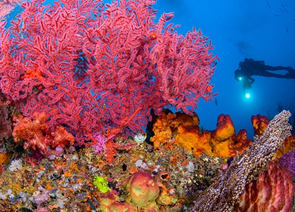 RAJA AMPAT