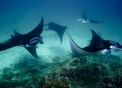 RAJA AMPAT