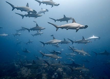 RAJA AMPAT